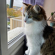 Rakoon participe au concours pour gagner de l'argent avec cette photo : abyssinian, angora, animal, car, cat, couch, curtain, furniture, hardwood, kitten, manx, pet, plant, pottedplant, siamese, transportation, vehicle, window, windowsill, wood