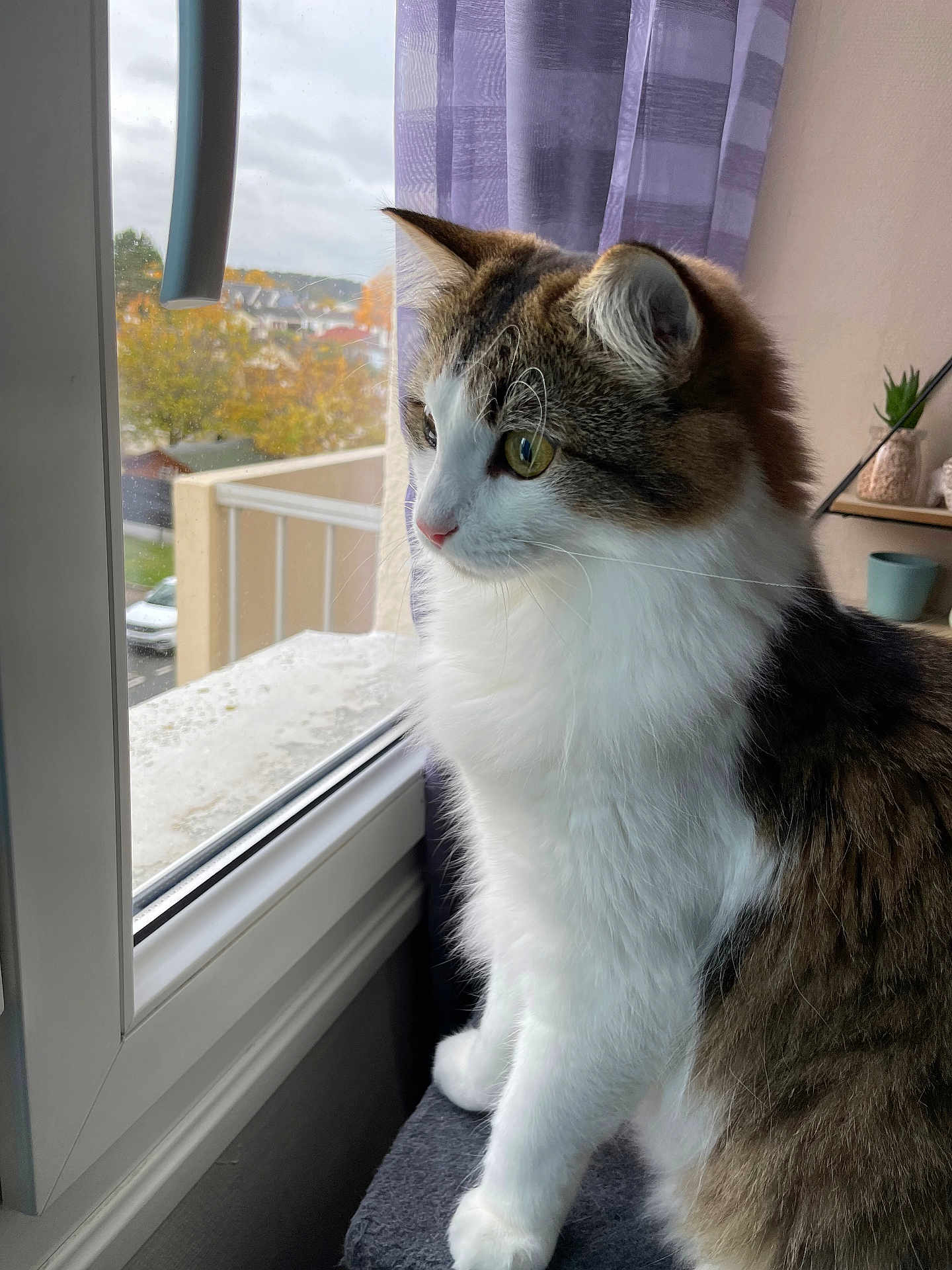 Rakoon participe au concours pour gagner de l'argent avec cette photo : abyssinian, angora, animal, car, cat, couch, curtain, furniture, hardwood, kitten, manx, pet, plant, pottedplant, siamese, transportation, vehicle, window, windowsill, wood