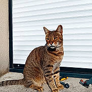 Oreo participe au concours pour gagner de l'argent avec cette photo : animal, background, cat, close-up, concrete, daylight, ears, feline, garage_door, outdoor, pet, resting, shadow, sitting, striped, sunlight, tabby, tail, texture, whiskers