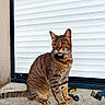 animal, background, cat, close-up, concrete, daylight, ears, feline, garage_door, outdoor, pet, resting, shadow, sitting, striped, sunlight, tabby, tail, texture, whiskers