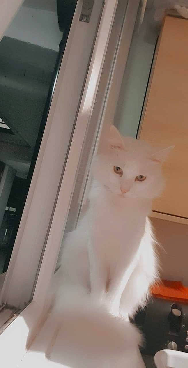 Luna joined the competition — help win amazing prizes! box, carnivore, cat, chair, comfort, domestic_short_haired_cat, fawn, felidae, fur, hardwood, paw, refrigerator, small_to_medium_sized_cats, snout, tail, vehicle_door, whiskers, window, wood