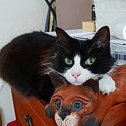 Socks joined the competition — help win amazing prizes! cat, wooden_cat_figure, furniture, drawer, black_and_white_cat, green_eyes, indoor, pet, resting, carving, decor, wood, close_up, animal, cute, domestic_cat, face, whiskers, ears, tabletop