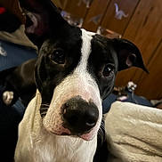 Dobby joined the competition — help win amazing prizes! dog, black_and_white, close_up, indoor, pet, curious, ears, eyes, face, nose, furniture, blanket, wooden_wall, dinosaur_decor, cozy, animal, mammal, companion, cute, portrait