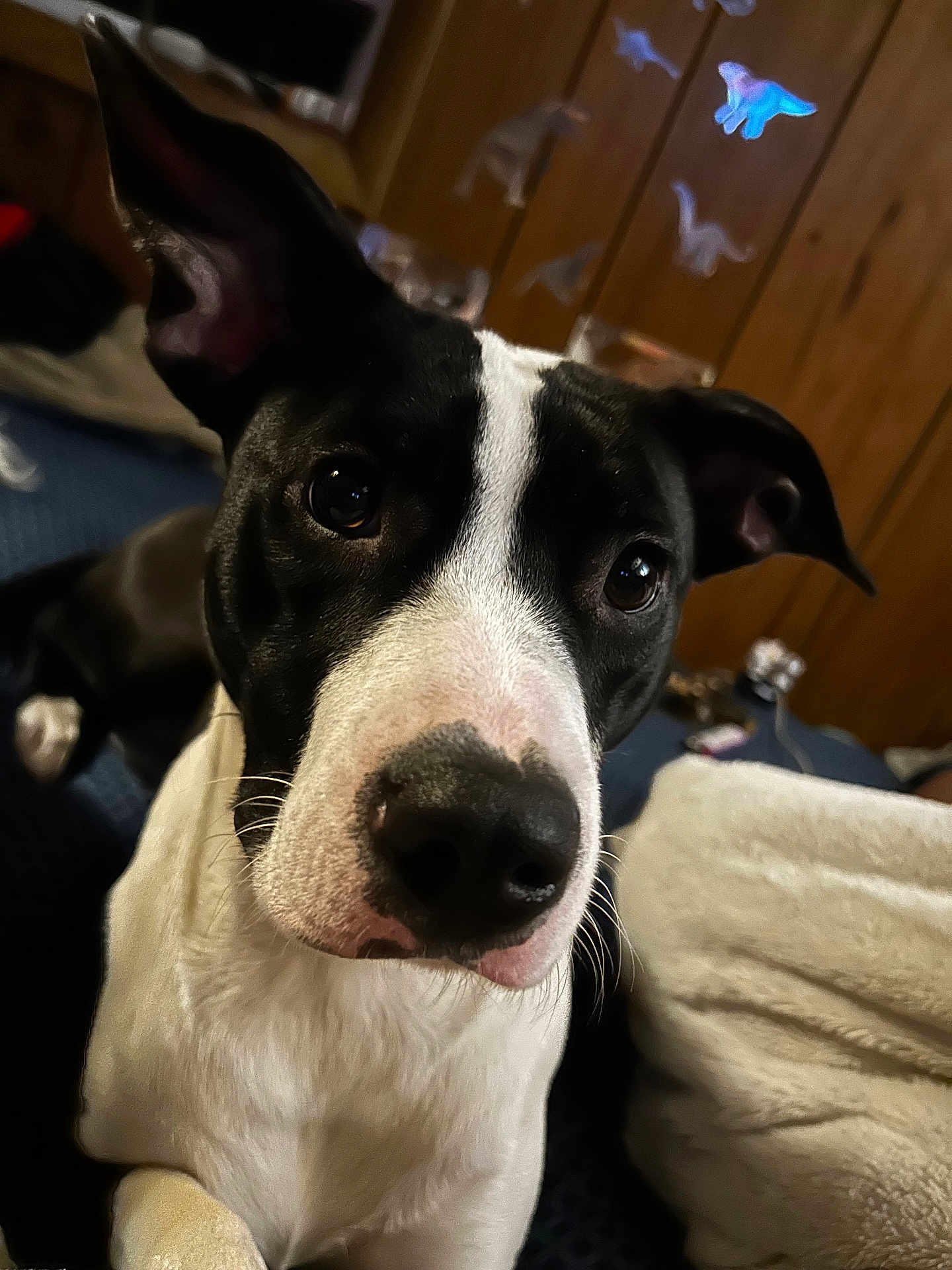 Dobby joined the competition — help win amazing prizes! dog, black_and_white, close_up, indoor, pet, curious, ears, eyes, face, nose, furniture, blanket, wooden_wall, dinosaur_decor, cozy, animal, mammal, companion, cute, portrait
