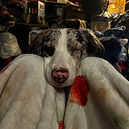 Blue joined the competition — help win amazing prizes! dog, blanket, sleeping, cozy, indoor, fan, soft, pattern, nose, warm_lighting, room, cluttered, resting, pet, fur, animal, comfort, relaxed, domestic, face