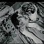 Blue joined the competition — help win amazing prizes! dog, sleeping, blanket, bed, fur, resting, animal, pet, cozy, indoors, cute, relaxed, laying_down, black_and_white, spot, canine, domestic_animal, fur_pattern, peaceful, snout