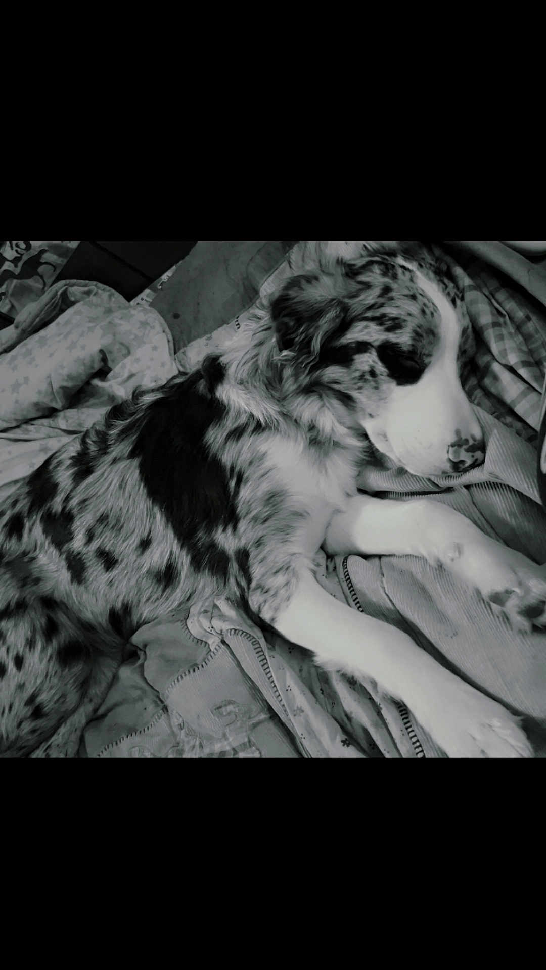 Blue joined the competition — help win amazing prizes! dog, sleeping, blanket, bed, fur, resting, animal, pet, cozy, indoors, cute, relaxed, laying_down, black_and_white, spot, canine, domestic_animal, fur_pattern, peaceful, snout