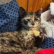 Pumpkin joined the competition — help win amazing prizes! cat, tortoiseshell, animal, pet, feline, indoor, cozy, cushion, fabric, wooden_wall, relaxed, whiskers, fur, resting, closeup, comfort, soft, home, cute, mammal
