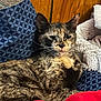 cat, tortoiseshell, animal, pet, feline, indoor, cozy, cushion, fabric, wooden_wall, relaxed, whiskers, fur, resting, closeup, comfort, soft, home, cute, mammal