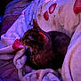 Pumpkin joined the competition — help win amazing prizes! cat, blanket, cozy, indoor, sleeping, fur, pattern, strawberry, warm_lighting, purple_light, resting, pet, animal, soft_texture, comfort, cuddle, relaxation, bed, feline, domestic_animal