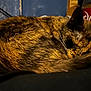 Pumpkin is registered to the contest to win money with this photo: cat, tortoiseshell, sleeping, curled_up, fur, whiskers, tail, indoors, bottle, drink, dr_pepper, background, wire, clutter, resting, pet, animal, cozy, closeup, feline