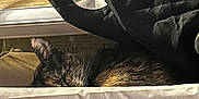 Pumpkin joined the competition — help win amazing prizes! cat, sleeping, basket, blanket, indoor, cozy, fur, resting, pet, window, cushion, feline, quiet, calm, relaxation, home, soft_light, whiskers, comfort, shade