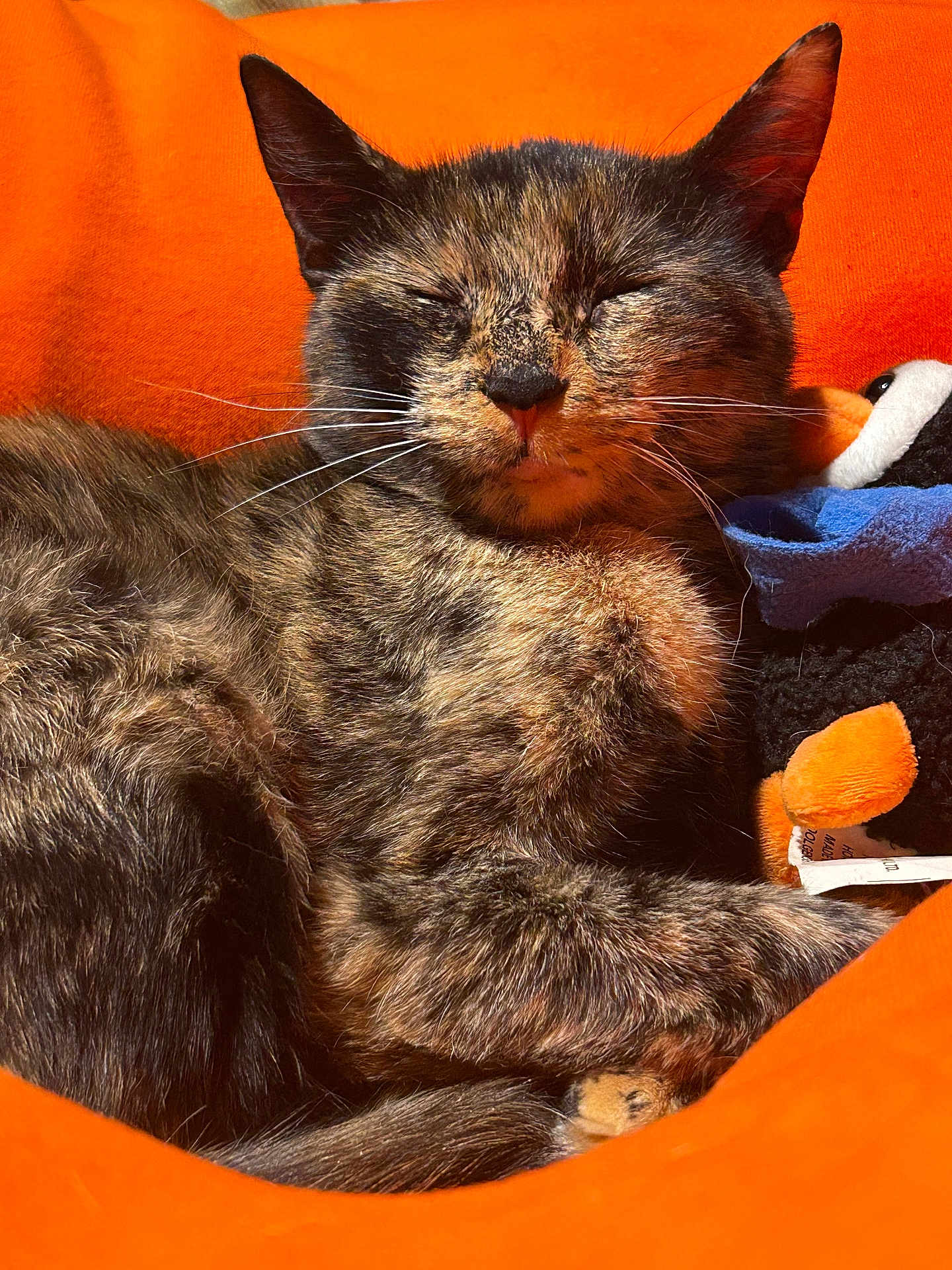 Pumpkin