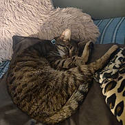 Josephine Greem is registered to the contest to win money with this photo: cat, tabby_cat, sleeping, curled_up, blanket, pillow, fluffy, striped, pet, indoor, resting, cozy, feline, collar, bed, soft, animal, cute, comfort, relaxed