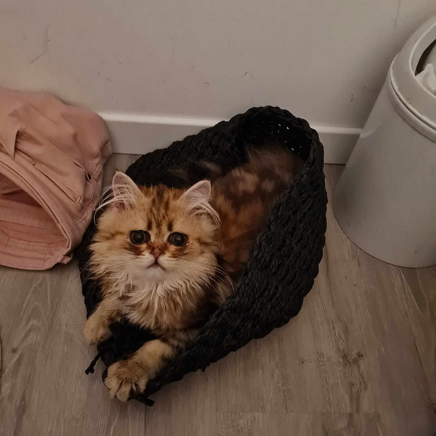 Artisti participe au concours pour gagner de l'argent avec cette photo : animal, basket, cat, cozy, cute, domestic_animal, feline, floor, fluffy, fur, home, indoor, looking_up, pet, pink_bag, relaxed, resting, trash_bin, wide_eyes, wooden_floor