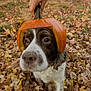 Ivan joined the competition — help win amazing prizes! animal, autumn, brown, closeup, costume, curious, cute, dog, fall, garden, hand, headwear, leaves, nature, outdoor, pet, playful, pumpkin, seasonal, white