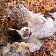 Ivan joined the competition — help win amazing prizes! animal, autumn, brown_and_white, canine, closeup, dog, excited, fall, fur, grass, happy, joy, leaf, leaves, nature, outdoor, paws, pet, playful, rolling