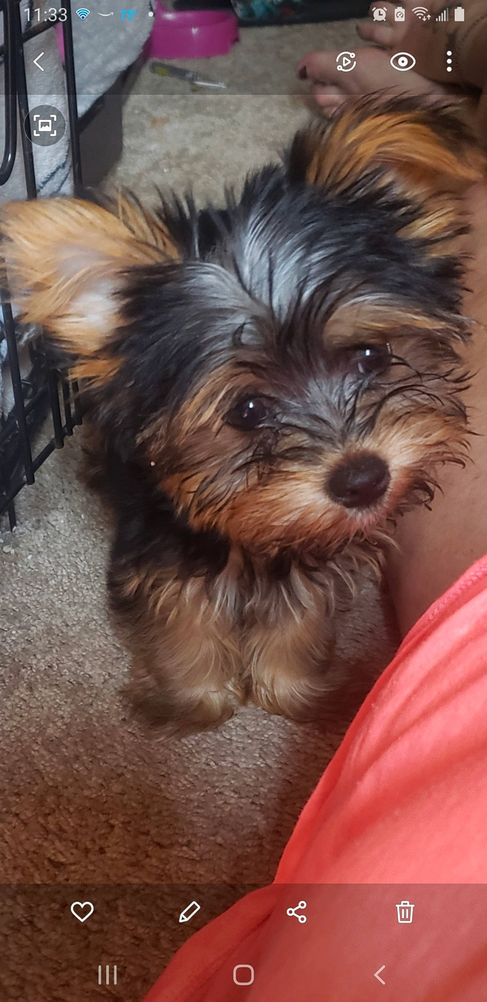 Chanel joined the competition — help win amazing prizes! biewer_terrier, carnivore, companion_dog, dog, dog_breed, flooring, fur, liver, non_sporting_group, small_terrier, snout, terrestrial_animal, terrier, toy_dog, working_animal, yorkipoo