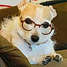 animal, brown, collar, couch, cute, dog, eyewear, face, fur, furniture, glasses, heart_tag, indoor, paw, pet, portrait, relaxed, sitting, small_dog, white