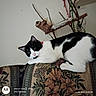 Chaos is registered to the contest to win money with this photo: animal, black_and_white_cat, branches, cat, couch, feline, floral_pattern, green_eyes, home_decor, indoor, lounging, lying_down, patterned_fabric, pet, photograph, pointed_ears, ribbons, upholstery, wall, whiskers