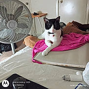 Chaos is registered to the contest to win money with this photo: animal, bed, bedroom, bell, black_and_white, cat, collar, fan, furniture, household, indoors, lying_down, paws, pet, pink_blanket, portrait, relaxed, sitting, tuxedo_cat, whiskers