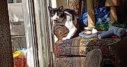 Chaos is registered to the contest to win money with this photo: animal, black_and_white_cat, cat, cat_tree, chair, clutter, collar, cushion, fabric, floral_pattern, home_interior, indoors, natural_light, pet, portrait, scratching_post, sitting, sunlight, whiskers, window