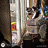 Chaos joined the competition — help win amazing prizes! black_and_white_cat, cat, clutter, collar, curtain, cushion, feline, floral_fabric, household_objects, indoor, lounging, paw, pet, photograph, reflection, scratching_post, sitting, sunlight, sunroom, window