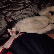 Chaos is registered to the contest to win money with this photo: animal, black_and_white, blanket, cat, closeup, cozy, cute, domestic_cat, feline, fur, indoor, mammal, nap, pet, pink_nose, relaxed, resting, sleeping, soft, whiskers