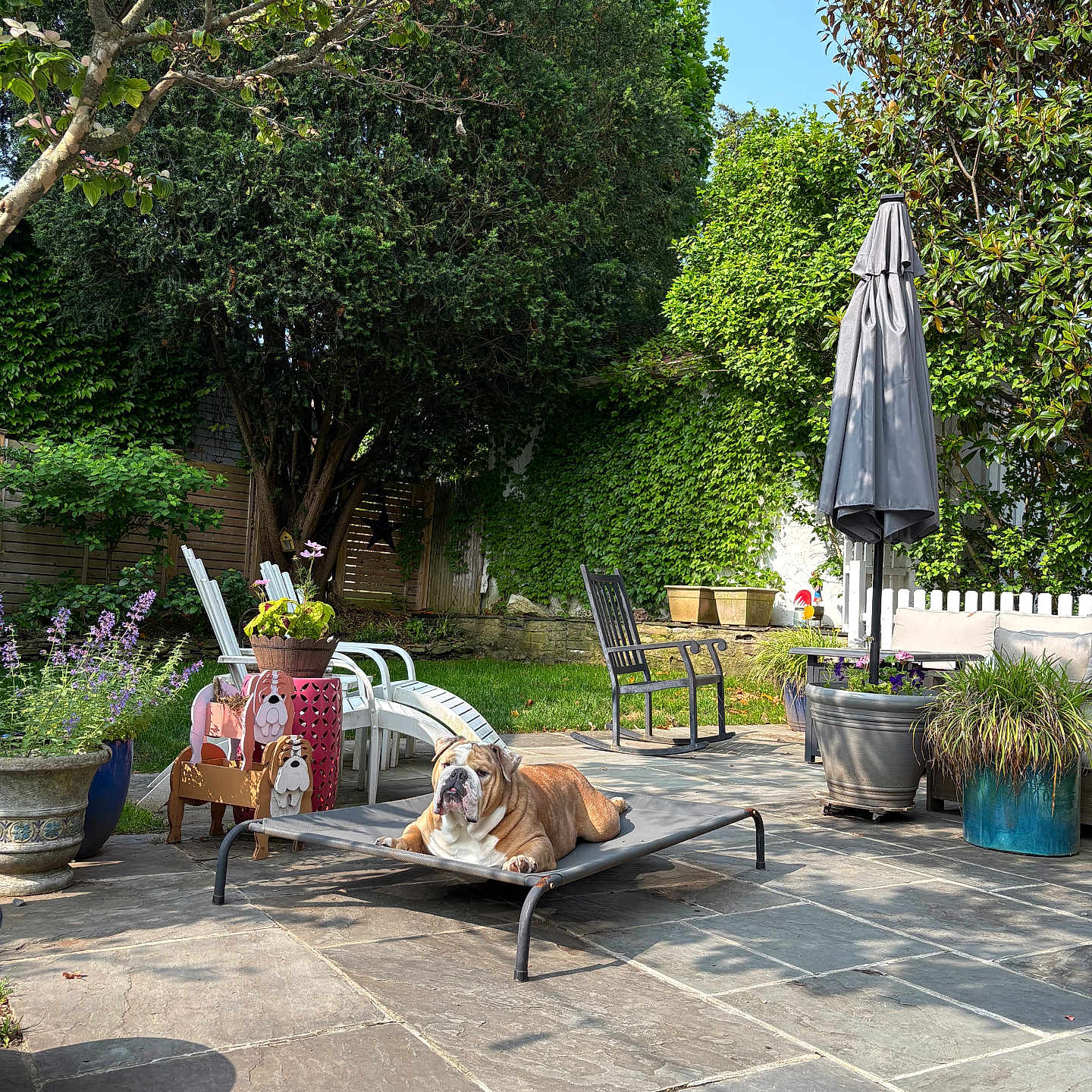 Sunny joined the competition — help win amazing prizes! backyard, bulldog, dog, furniture, garden, greenery, nature, outdoor, patio, pet, plants, potted_plants, relaxing, rocking_chair, shadows, stone_floor, summer, sunlight, umbrella, wooden_dog_statues