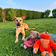 Layka participe au concours pour gagner de l'argent avec cette photo : animal, blue_sky, collar, cute, dog, garden, grass, greenery, hedge, nature, orange_monkey, outdoor, pet, playful, relaxed, stuffed_toy, summer, sunlight, teddy_bear, toy