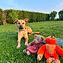 animal, blue_sky, collar, cute, dog, garden, grass, greenery, hedge, nature, orange_monkey, outdoor, pet, playful, relaxed, stuffed_toy, summer, sunlight, teddy_bear, toy