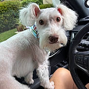 Ozzy joined the competition — help win amazing prizes! dog, white_dog, fluffy, small_dog, portrait, sitting, car, car_interior, steering_wheel, driver_seat, collar, pet, animal, fur, ears, eyes, nose, outdoor, suburban, photography