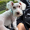dog, white_dog, fluffy, small_dog, portrait, sitting, car, car_interior, steering_wheel, driver_seat, collar, pet, animal, fur, ears, eyes, nose, outdoor, suburban, photography