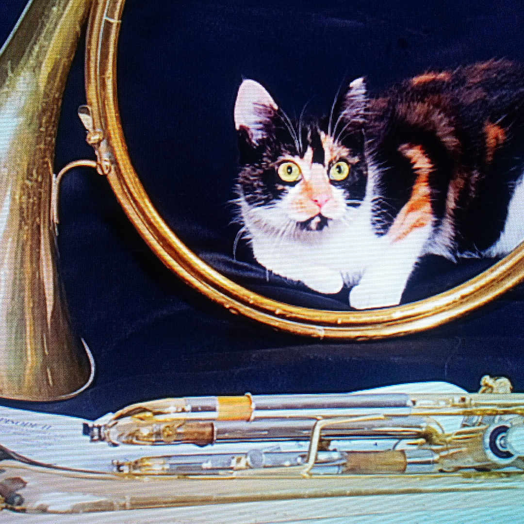 Lylou a rejoint le concours — aidez-le/la à gagner de superbes lots ! animal, black_background, brass, calico, cat, close_up, curious, indoor, instrument_parts, lying_down, metal, musical_instrument, orange_fur, pet, reflection, sheet_music, still_life, trumpet, white_paws, yellow_eyes
