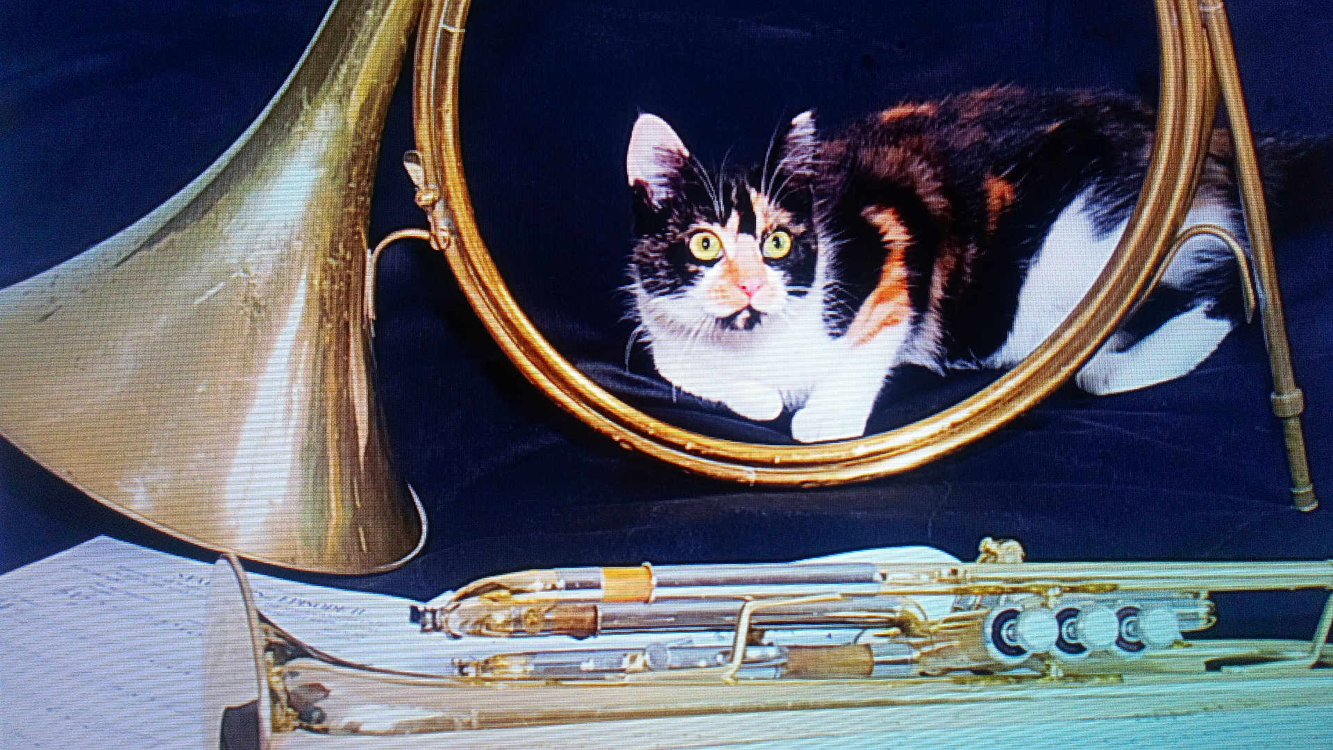 Lylou a rejoint le concours — aidez-le/la à gagner de superbes lots ! cat, calico, musical_instrument, brass, trumpet, sheet_music, curious, yellow_eyes, black_background, indoor, animal, pet, lying_down, close_up, reflection, metal, instrument_parts, white_paws, orange_fur, still_life