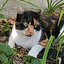 Lylou participe au concours pour gagner de l'argent avec cette photo : cat, calico, animal, pet, outdoor, nature, greenery, leaves, relaxing, fur, whiskers, ears, eyes, mammal, resting, cute, small, garden, plants, wildlife