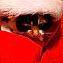 cat, calico_cat, santa_hat, red_fabric, holiday, festive, cozy, whiskers, pet, animal, fur, cute, domestic_cat, sleepy, close_up, indoor, soft_texture, christmas, wrapped, resting