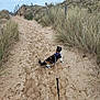 adventure, animal, beach_grass, calico_cat, cat, cloudy, feline, footprints, grass, harness, leash, nature, outdoor, path, pet, sand, sky, trail, walking, wooden_fence