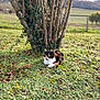 animal, calico_cat, calm, cat, daylight, fall, fence, field, grass, ivy, landscape, leaves, mammal, nature, outdoor, pet, quiet, resting, rural, tree