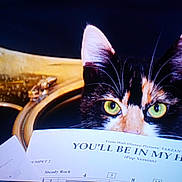 Lylou participe au concours pour gagner de l'argent avec cette photo : cat, calico_cat, music_sheet, sheet_music, eyes, curious, close_up, indoor, pet, animal, face, ears, whiskers, music, paper, reading, instrument, dark_background, yellow_eyes, feline