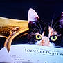 cat, calico_cat, music_sheet, sheet_music, eyes, curious, close_up, indoor, pet, animal, face, ears, whiskers, music, paper, reading, instrument, dark_background, yellow_eyes, feline