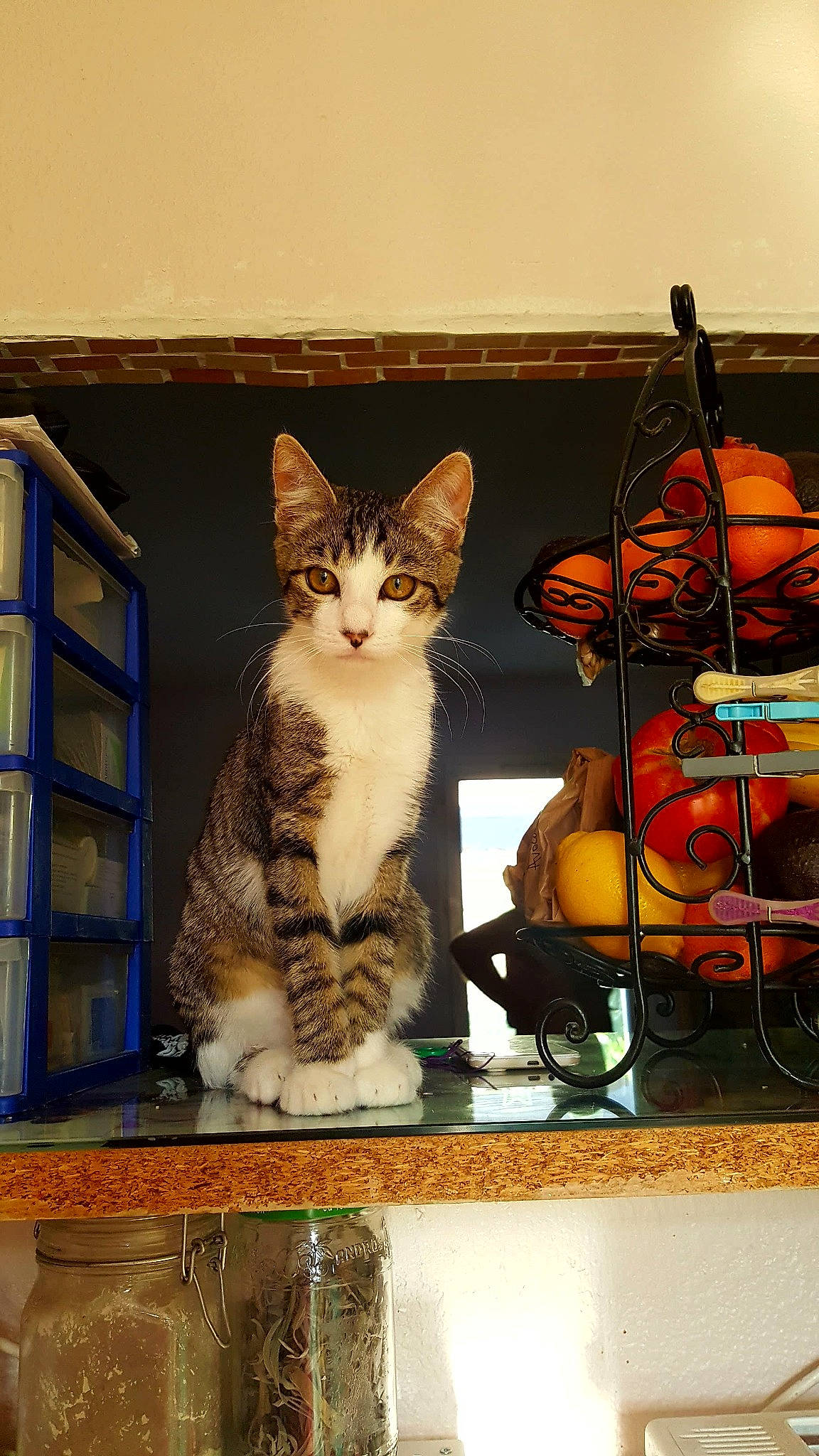 Oracle participe au concours pour gagner de l'argent avec cette photo : aegean_cat, american_shorthair, asian, carnivore, cat, domestic_short_haired_cat, dragon_li, egyptian_mau, european_shorthair, felidae, kitten, maine_coon, shelf, shelving, small_to_medium_sized_cats, tabby_cat, whiskers, window