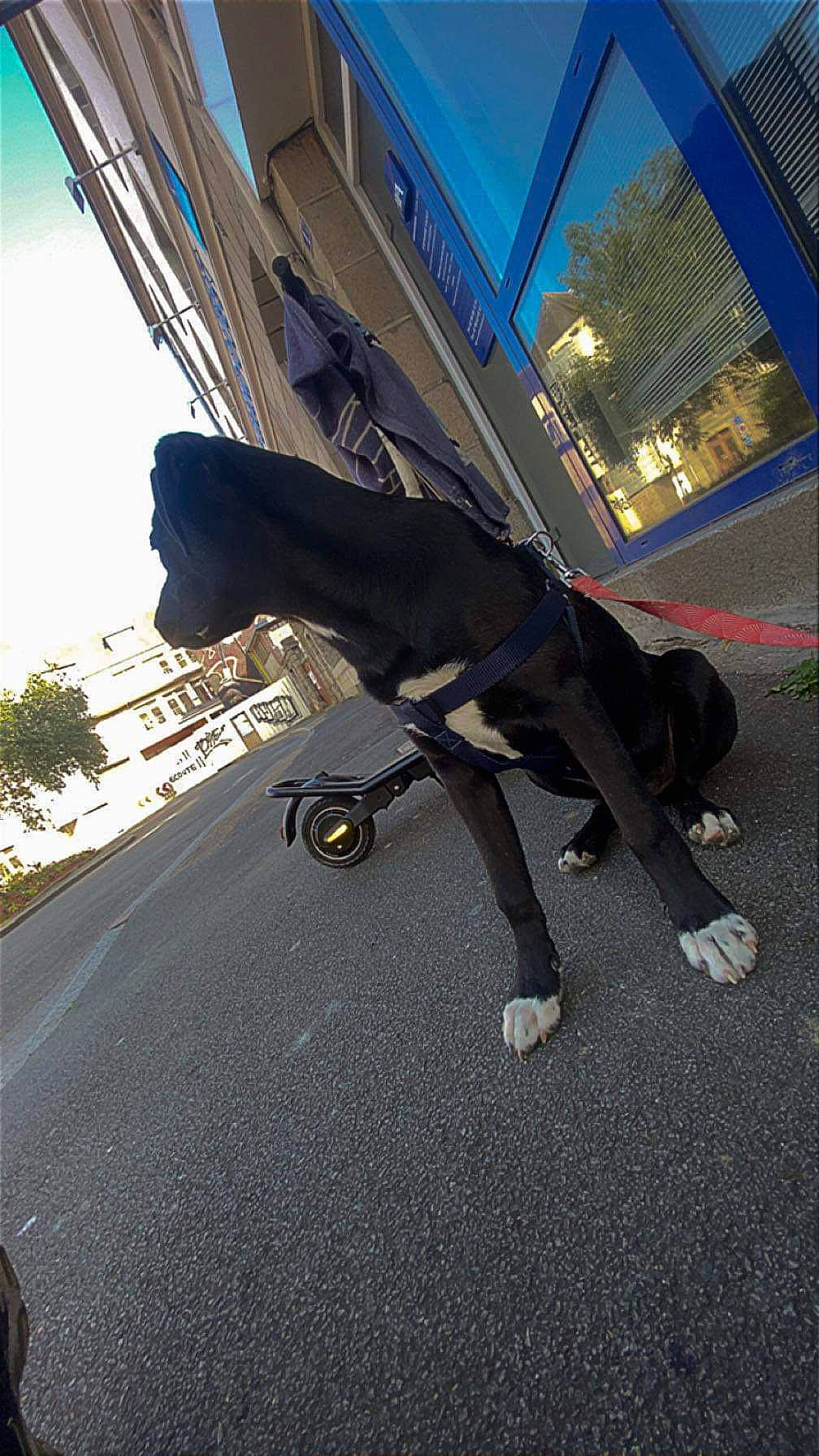 Bad participe au concours pour gagner de l'argent avec cette photo : art, asphalt, building, city, electric_blue, event, human_leg, pedestrian, plant, recreation, road, road_surface, rolling, shadow, sidewalk, sky, street, tail, tar, tints_and_shades