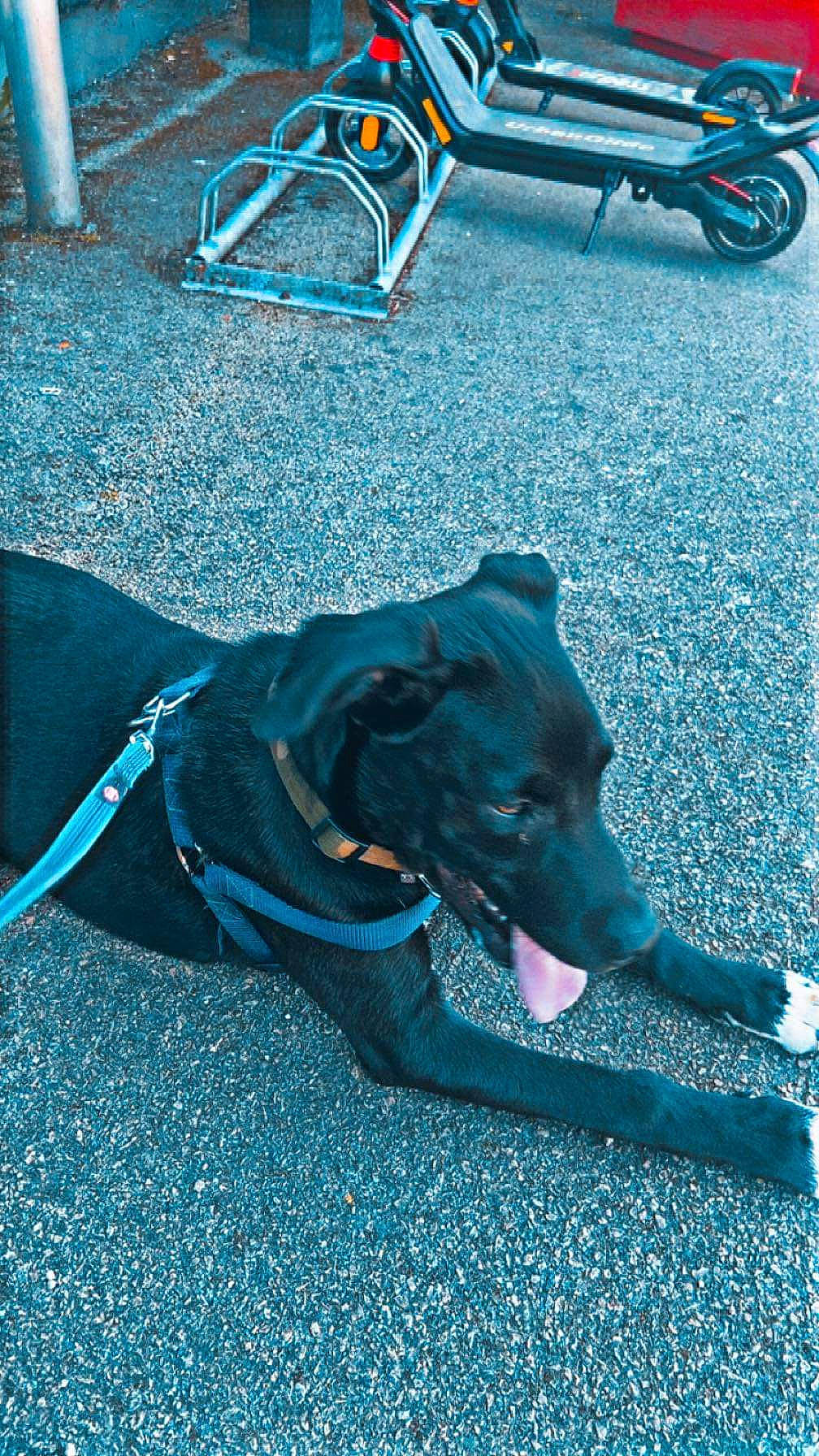 Bad participe au concours pour gagner de l'argent avec cette photo : azure, bicycle_tire, bicycle_wheel, blue, carnivore, collar, companion_dog, dog, dog_breed, dog_collar, electric_blue, leash, light, road_surface, snout, sporting_group, tints_and_shades, tire, white, working_animal