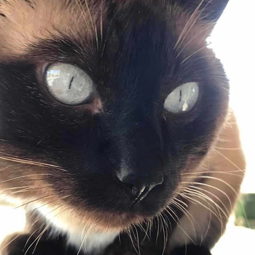 Saphir participe au concours pour gagner de l'argent avec cette photo : animal, black, blue_eyes, brown, cat, close_up, curious, ears, face, feline, fur, indoor, looking, mammal, nose, pet, portrait, siamese_cat, texture, whiskers