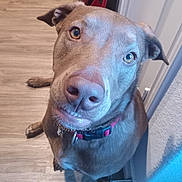 Otis joined the competition — help win amazing prizes! animal, brown_dog, canine, collar, companion, cute, dog, domestic_animal, ears, expression, floor, fur, house, indoor, looking_up, muzzle, paw, pet, portrait, wooden_floor