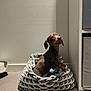 dog, puppy, dachshund, basket, knitted_basket, toy, bone_toy, floor, indoor, pet, brown_dog, curious, looking_up, minimalist, dog_bowl, container, storage, grey, white, cozy