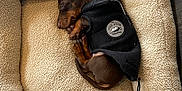 Romeo a rejoint le concours — aidez-le/la à gagner de superbes lots ! puppy, dog, sleeping, bed, pet_bed, black_jacket, cozy, brown, curled_up, cute, indoor, floor, resting, small_dog, fur, animal, nap, comfortable, warm, adorable