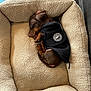puppy, dog, sleeping, bed, pet_bed, black_jacket, cozy, brown, curled_up, cute, indoor, floor, resting, small_dog, fur, animal, nap, comfortable, warm, adorable