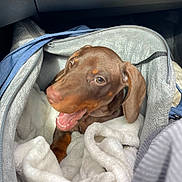 Romeo a rejoint le concours — aidez-le/la à gagner de superbes lots ! puppy, dog, brown_dog, pet, canine, floppy_ears, open_mouth, smiling, bag, blanket, fleece, cozy, indoor, closeup, cute, young_dog, companion, animal, portrait, resting